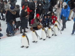 旭山動物園　ペンギンの散歩